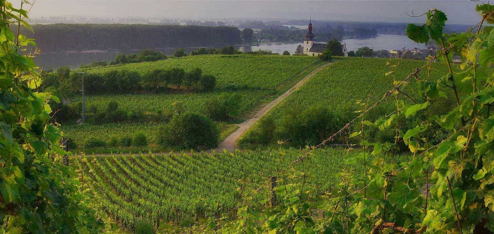 Ein Weinberg mit einem geschwungenen Weg, eine Kirche in der Ferne, neben einem breiten Fluss.